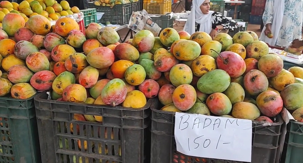 ಉಡುಪಿ: 5 ದಿನಗಳ ಮಾವು ಮೇಳಕ್ಕೆ ಚಾಲನೆ-ವಿವಿಧ ತಳಿ ಪ್ರದರ್ಶನ, ಮಾರಾಟ - News Karnataka