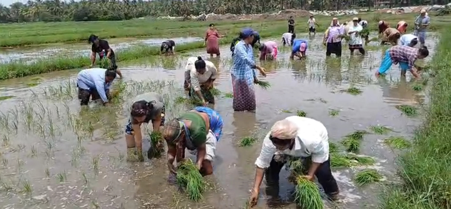 ಉಡುಪಿ: ಭತ್ತದ ನಾಟಿ ನಡೆಸಿ ಕೆಸರು ಗದ್ದೆಯಲ್ಲಿ ಮಿಂದೆದ್ದ ವಿದ್ಯಾರ್ಥಿಗಳು - News Karnataka