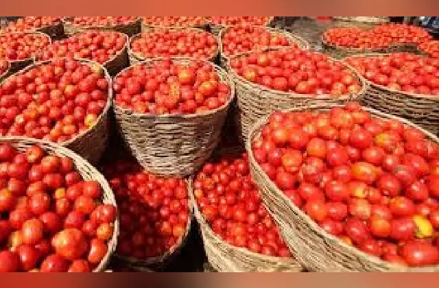 ಅಕಾಲಿಕ ಮಳೆ: ದಿಢೀರ್ ಟೊಮೆಟೊ ಬೆಲೆ ಏರಿಕೆ - News Karnataka