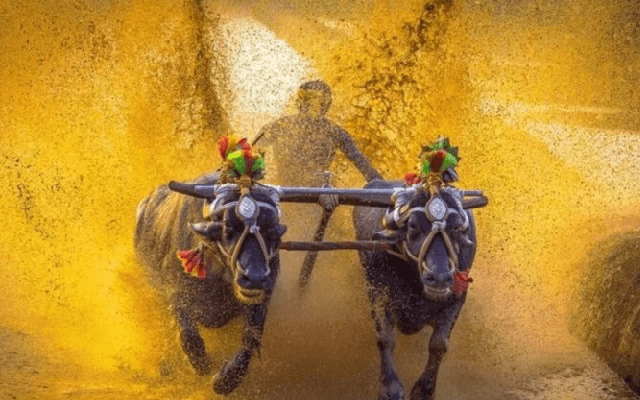 2024-25ನೇ ವರ್ಷದ ಸಂಭಾವ್ಯ ಕಂಬಳ ವೇಳಾಪಟ್ಟಿ ಬಿಡುಗಡೆ - News Karnataka