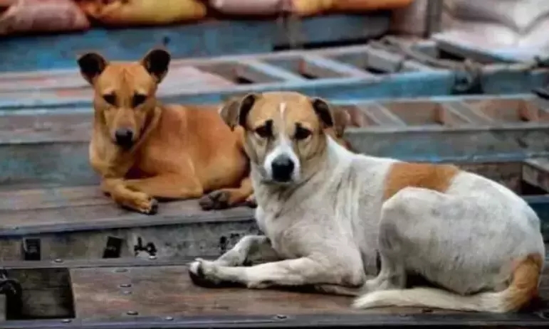 ಬೀದಿ ನಾಯಿ ದಾಳಿಯಿಂದ ವ್ಯಕ್ತಿ ಮೃತಪಟ್ಟರೆ 5 ಲಕ್ಷ ರೂ. ಪರಿಹಾರ! - News Karnataka
