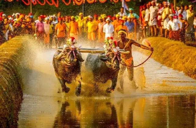 ಅ. 26ರಂದು ಬೆಂಗಳೂರಿನಲ್ಲಿ ಮತ್ತೆ ಕಂಬಳ: ವೇಳಾಪಟ್ಟಿ ಬಿಡುಗಡೆ - News Karnataka
