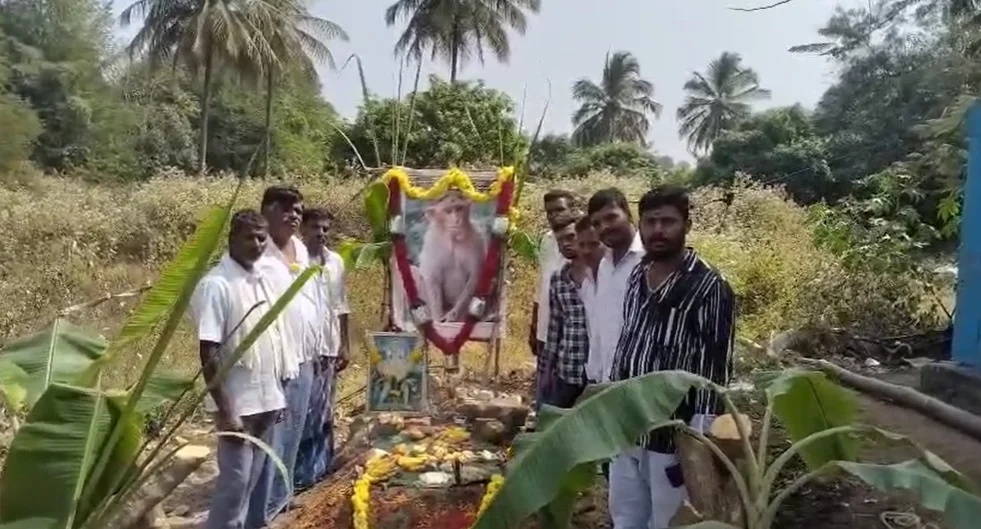 ಕೋತಿಯ ಅಂತ್ಯ ಸಂಸ್ಕಾರ ಮಾಡಿ, ಮಾನವೀಯತೆ ಮೆರೆದ ಯುವಕರು! - News Karnataka