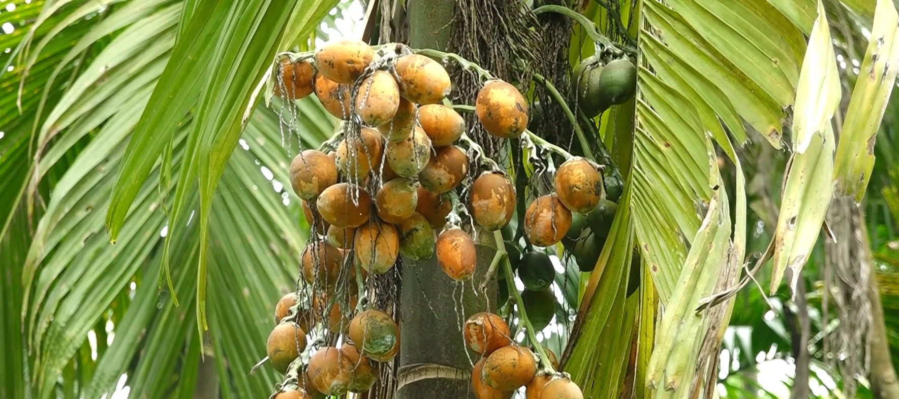 ದಕ್ಷಿಣ ಕನ್ನಡ : ಅಡಿಕೆ ಎಲೆಚುಕ್ಕೆ ರೋಗದಿಂದ ಕಂಗಾಲಾದ ಬೆಳೆಗಾರರು - News Karnataka