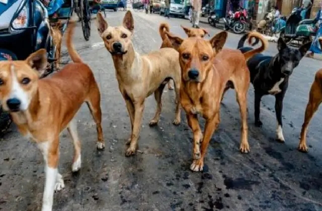 ತೆಲಂಗಾಣದಲ್ಲಿ ಬೀದಿನಾಯಿಗಳ ಸಾಮೂಹಿಕ ಹತ್ಯೆ! - News Karnataka