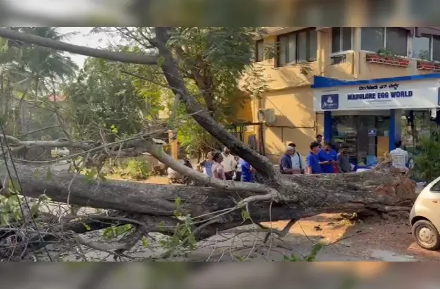 ಪದವಿನಂಗಡಿಯಲ್ಲಿ ಬೃಹತ್ ಗಾತ್ರದ ಮರ ಧಾರಾಶಾಹಿ; ದ್ವಿಚಕ್ರ ವಾಹನಕ್ಕೆ ಭಾರೀ ಹಾನಿ - News Karnataka