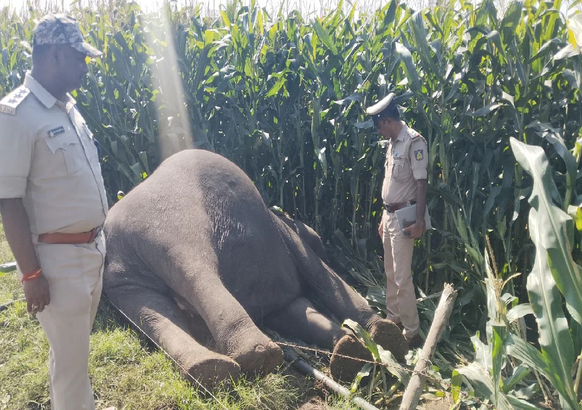 ಮೈಸೂರು : ವಿದ್ಯುತ್ ಸ್ಪರ್ಶ, ಕಾಡಾನೆ ಸಾವು! - News Karnataka