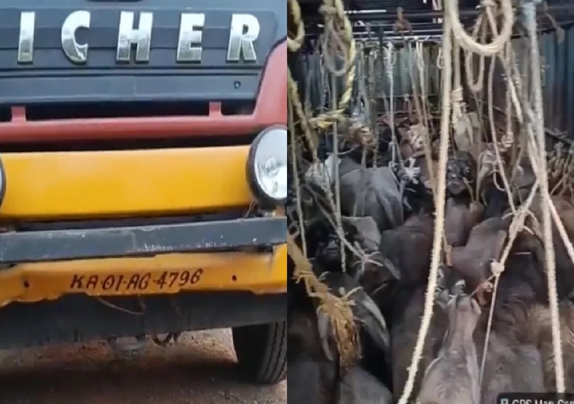 ಮೈಸೂರು: ಕಂಟೇನರ್ ನಲ್ಲಿ ಅಕ್ರಮ ಗೋವು ಸಾಗಾಟ! - News Karnataka