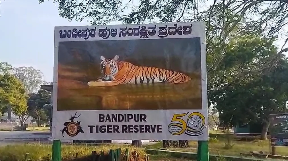 ಗುಂಡ್ಲುಪೇಟೆ : ಹಾಡಹಗಲೇ ಹುಲಿ ದಾಳಿಗೆ ಹಸು ಬಲಿ! - News Karnataka
