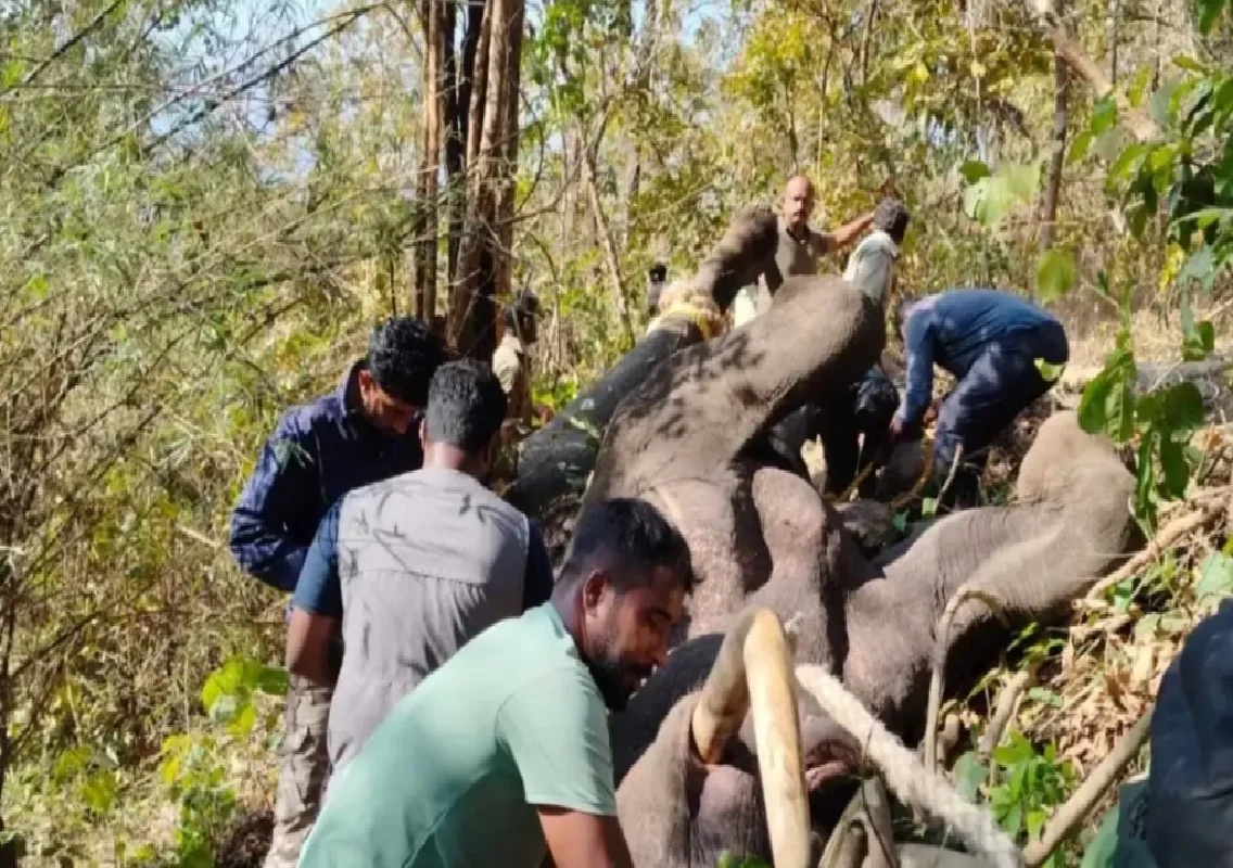 ಚಿಕ್ಕಮಗಳೂರು: ಕಾರ್ಮಿಕ ಮಹಿಳೆಯನ್ನು ಬಲಿ ಪಡೆದ ಕಾಡಾನೆ ಸೆರೆ - News Karnataka
