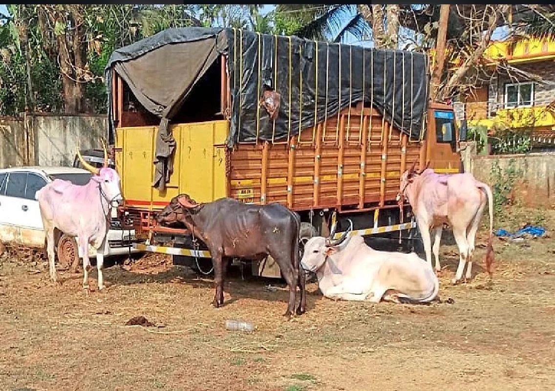 ಕಸಾಯಿಖಾನೆಗೆ ಸಾಗಿಸುತ್ತಿದ್ದ 19 ಜಾನುವಾರುಗಳ ರಕ್ಷಣೆ; ಇಬ್ಬರು ಆರೋಪಿಗಳ ಬಂಧನ! - News Karnataka