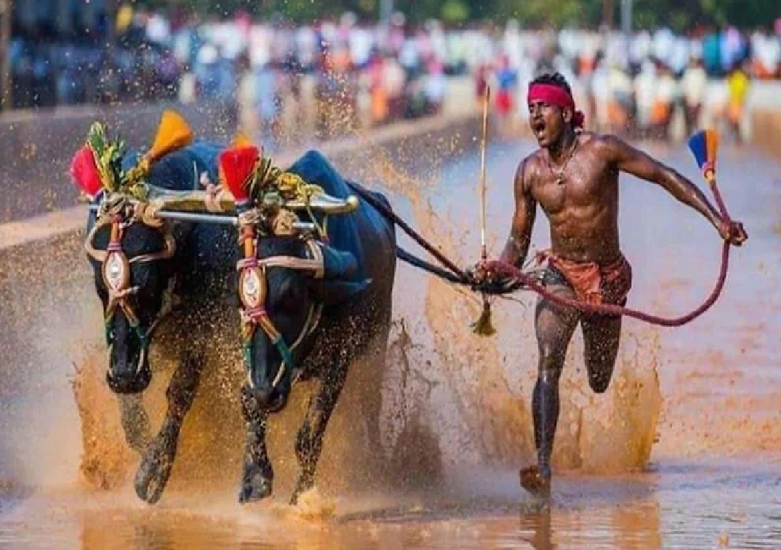 ರಾಜ್ಯಾದ್ಯಂತ ಕಂಬಳ ನಡೆಸಲು ಸುಪ್ರೀಂ ಕೋರ್ಟ್ ಗ್ರೀನ್ ಸಿಗ್ನಲ್! - News Karnataka