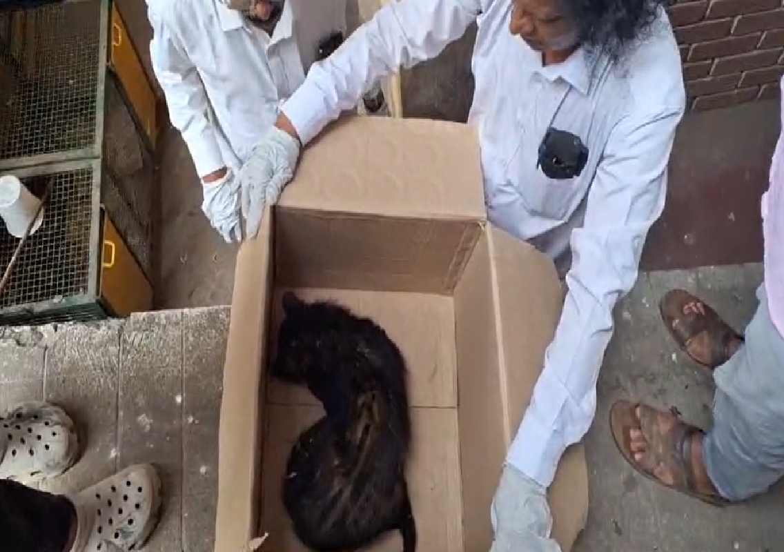 ಉಡುಪಿ: ಅಸಹಾಯಕ ಸ್ಥಿತಿಯಲ್ಲಿದ್ದ ಕಾಡುಬೆಕ್ಕಿನ ರಕ್ಷಣೆ - News Karnataka
