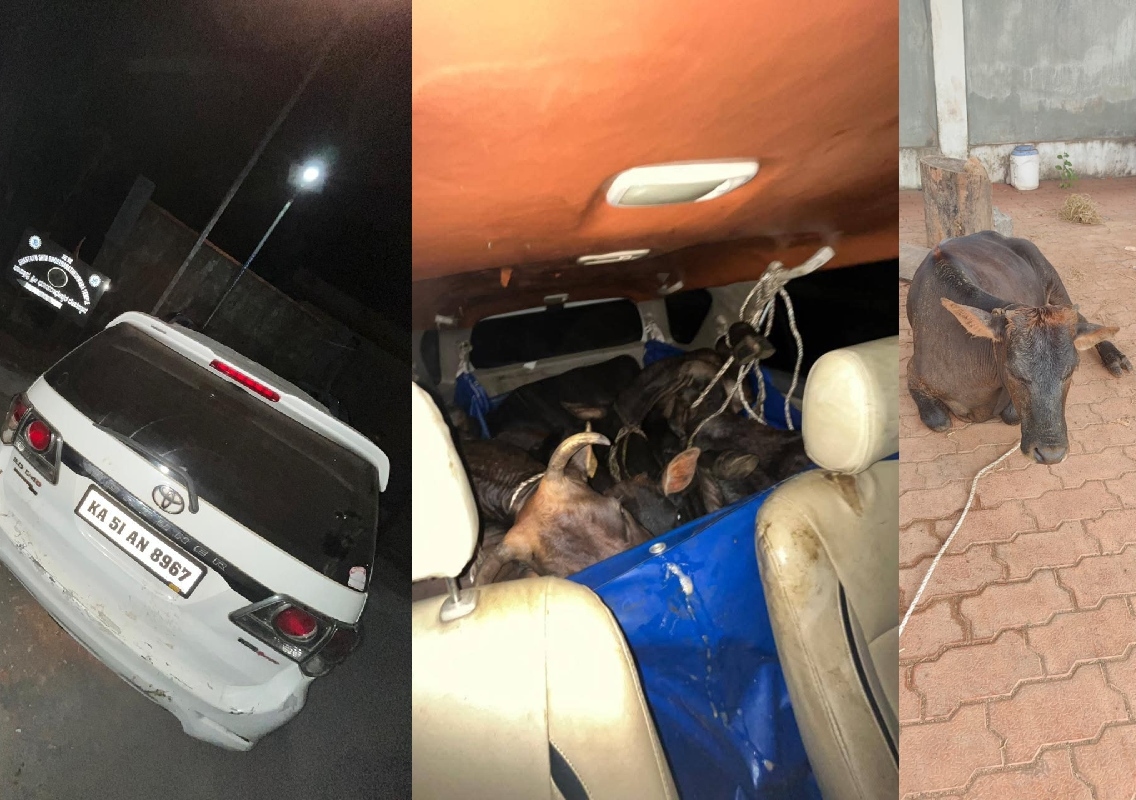 ಬಜ್ಪೆ : ಫಾರ್ಚುನರ್ ಕಾರಿನಲ್ಲಿ ಅಕ್ರಮ ಗೋ ಸಾಗಾಟ; ಬಜರಂಗದಳದ ಮಾಹಿತಿ ಬೆನ್ನಲ್ಲೇ ಪೊಲೀಸರ ದಾಳಿ; ಮಾರಕಾಯುಧ ಪತ್ತೆ! - News Karnataka