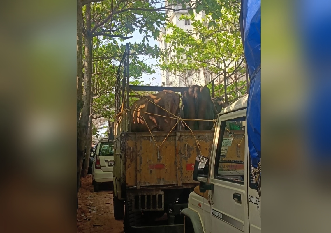 ಪಣಂಬೂರು ಪೊಲೀಸರಿಂದ ಅಕ್ರಮ ಕಸಾಯಿಖಾನೆಗೆ ದಾಳಿ; 9 ಗೋವಿನ ರಕ್ಷಣೆ, ನೂರಾರು ಕೆಜಿ ಗೋಮಾಂಸ ವಶಕ್ಕೆ - News Karnataka