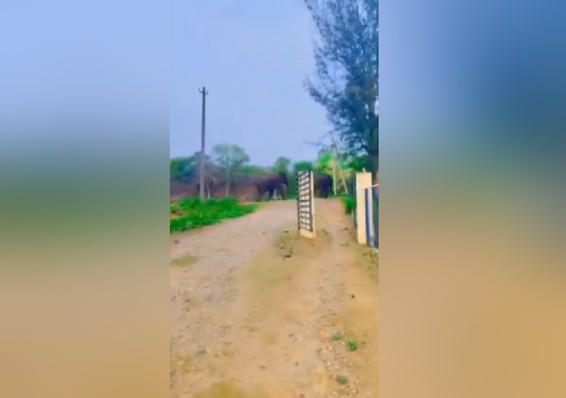 ಮೈಸೂರು: ನುಗು ಜಲಾಶಯದ ಬಳಿ ಕಾಡಾನೆಗಳ ಹಾವಳಿ! - News Karnataka