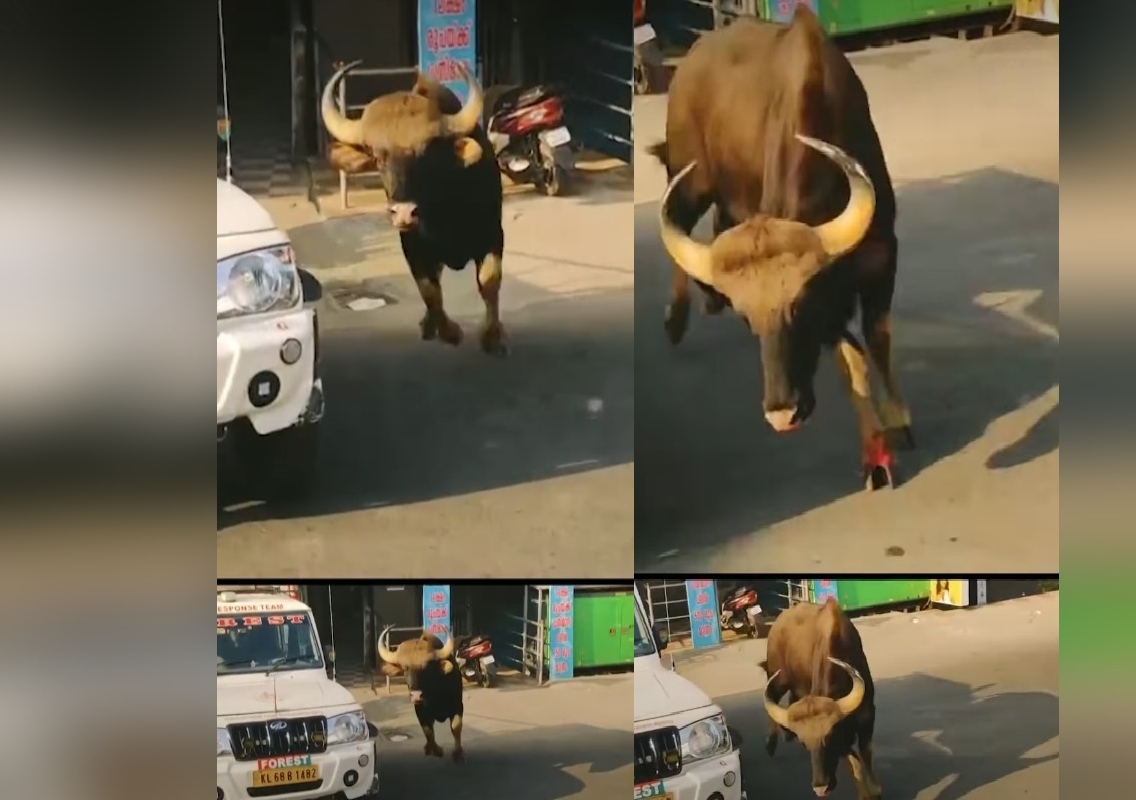 ಕಾಡುಕೋಣ ರೌದ್ರಾವತಾರ; ನಾಗರಿಕರ ಮೇಲೆ ಎರಗಿದ, ಬೆದರಿದ ಪ್ರಾಣಿ! - News Karnataka