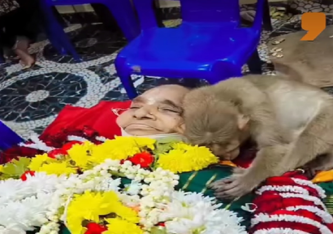 ಅನ್ನದಾತೆಯ ಸಾವಿಗೆ ಮೂಕಪ್ರಾಣಿಯ ಕಣ್ಣೀರು! - News Karnataka