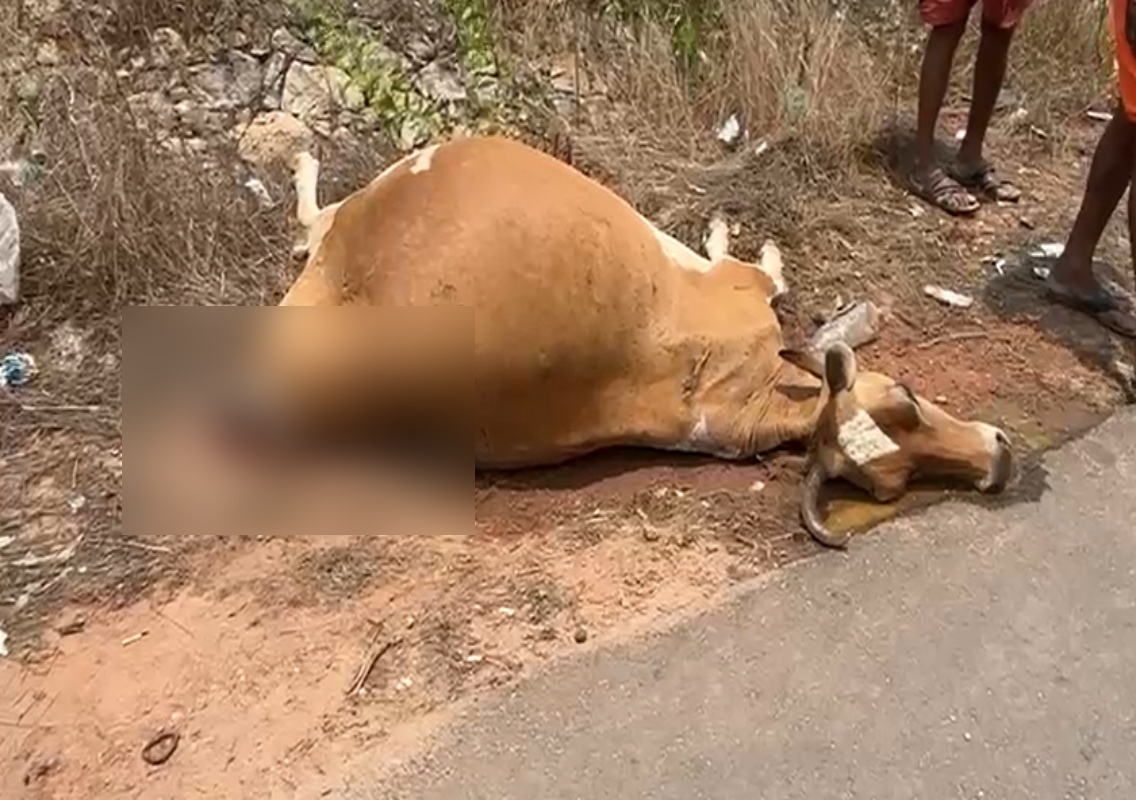 ಹಿರಿಯಡಕ: ಟಿಪ್ಪರ್ ಡಿಕ್ಕಿ ಹೊಡೆದು ಗರ್ಭಿಣಿ ಹಸು ಮೃತ್ಯು - News Karnataka