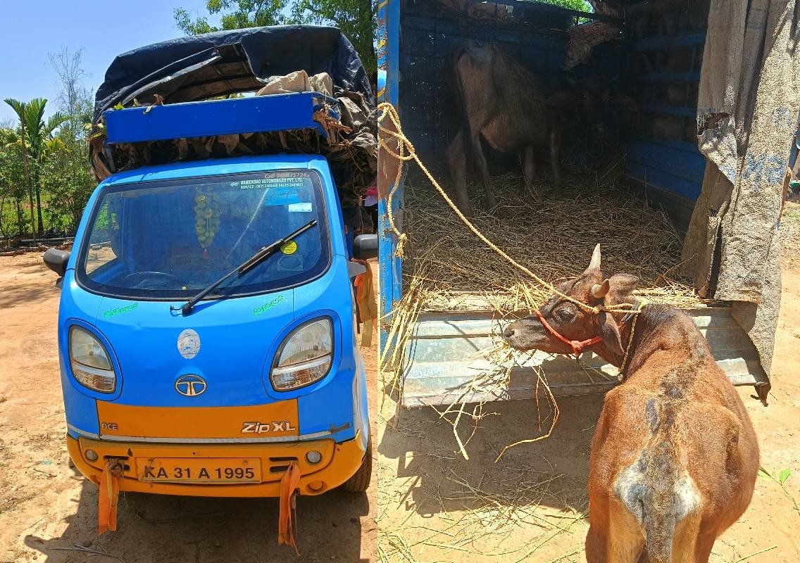 ಅಕ್ರಮ ಗೋವು ಸಾಗಾಣಿಕೆ; ವಾಹನ ಪೊಲೀಸರ ವಶಕ್ಕೆ - News Karnataka