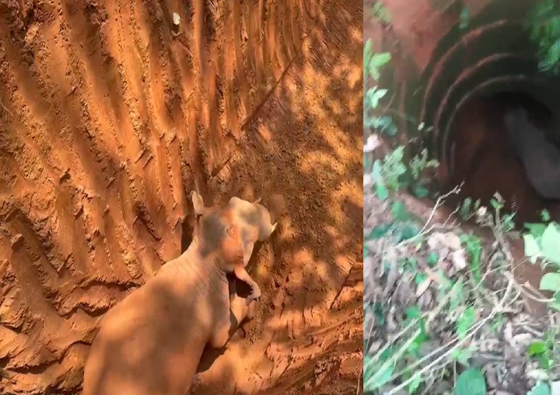 ಸುಳ್ಯ ತಾಲೂಕಿನ ಪೆರಾಜೆ ಸಮೀಪ ಕಲ್ಬರ್ಪೆದಲ್ಲಿ ಬಾವಿಗೆ ಬಿದ್ದ ಕಾಡಾನೆ! - News Karnataka