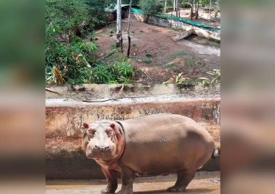 ಶಿವಮೊಗ್ಗ ತ್ಯಾವರೆಕೊಪ್ಪ ಮೃಗಾಲಯದ ಹಿಪ್ಪೋ ಹಂಸಿನಿ ಸಾವು! - News Karnataka