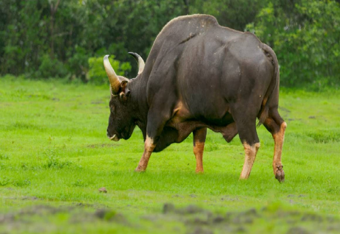 ಕಾಡುಕೋಣ ದಾಳಿಗೆ ಯುವಕ ಮೃತ್ಯು! - News Karnataka