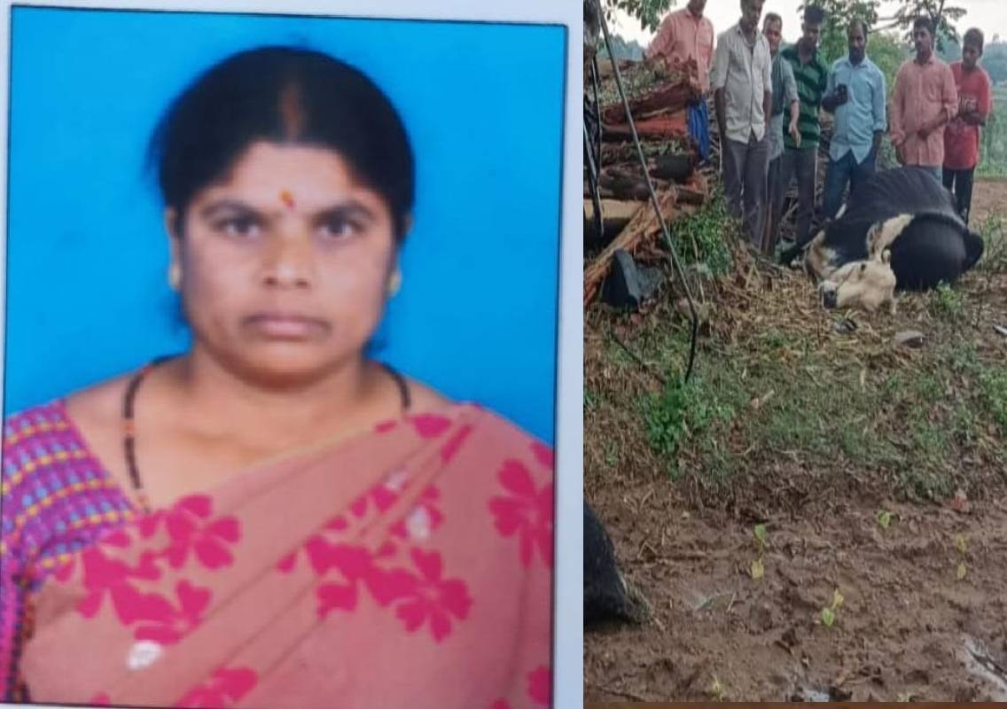 ಮೈಸೂರು : ಸಿಡಿಲಿಗೆ ಮಹಿಳೆ ಬಲಿ, ಎರಡು ಹಸುಗಳು ಸಾವು! - News Karnataka