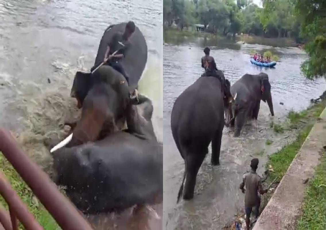 ಸಾಕಾನೆಗಳ ಕಾದಾಟ; ಪ್ರವಾಸಿ ಮಹಿಳೆ ಬಲಿ - News Karnataka