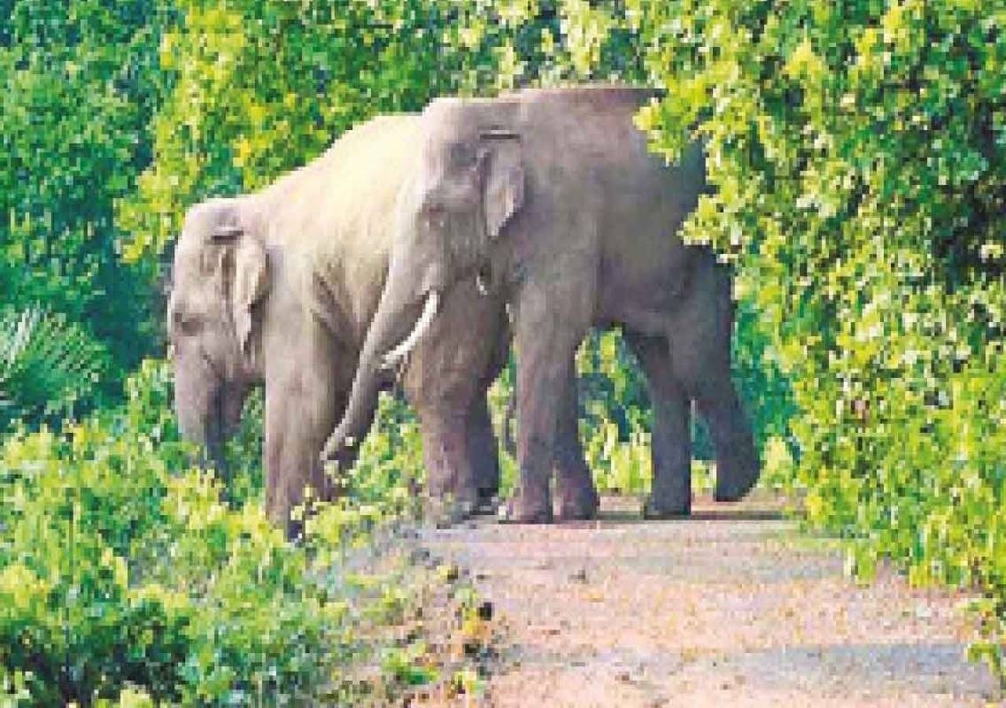 ಕೊಡಗು: ಕಾಡಾನೆ ತುಳಿತಕ್ಕೆ ನಿವೃತ್ತ ಐಜಿಪಿ ಪತ್ನಿ ಮೃತ್ಯು! - News Karnataka