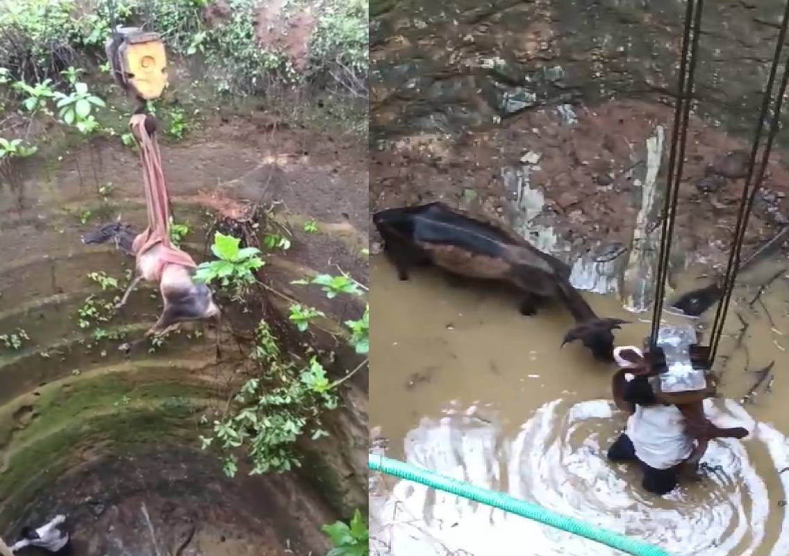 ಹೊಸಂಗಡಿ: ಆವರಣವಿಲ್ಲದ ಬಾವಿಗೆ ಬಿದ್ದ ದನದ ರಕ್ಷಣೆ: ಸ್ಥಳೀಯರ ಕಾರ್ಯಕ್ಕೆ ಭಾರೀ ಮೆಚ್ಚುಗೆ - News Karnataka