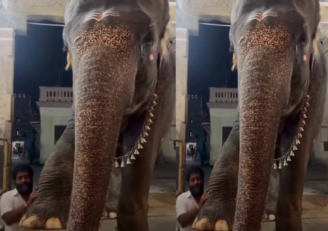 ಮುದ್ದಾಗಿ ಪಾದದ ಮಸಾಜ್ ಪಡೆಯುತ್ತಿರುವ ತಮಿಳುನಾಡಿನ ದೇವಸ್ಥಾನವೊಂದರ ಆನೆ! - News Karnataka
