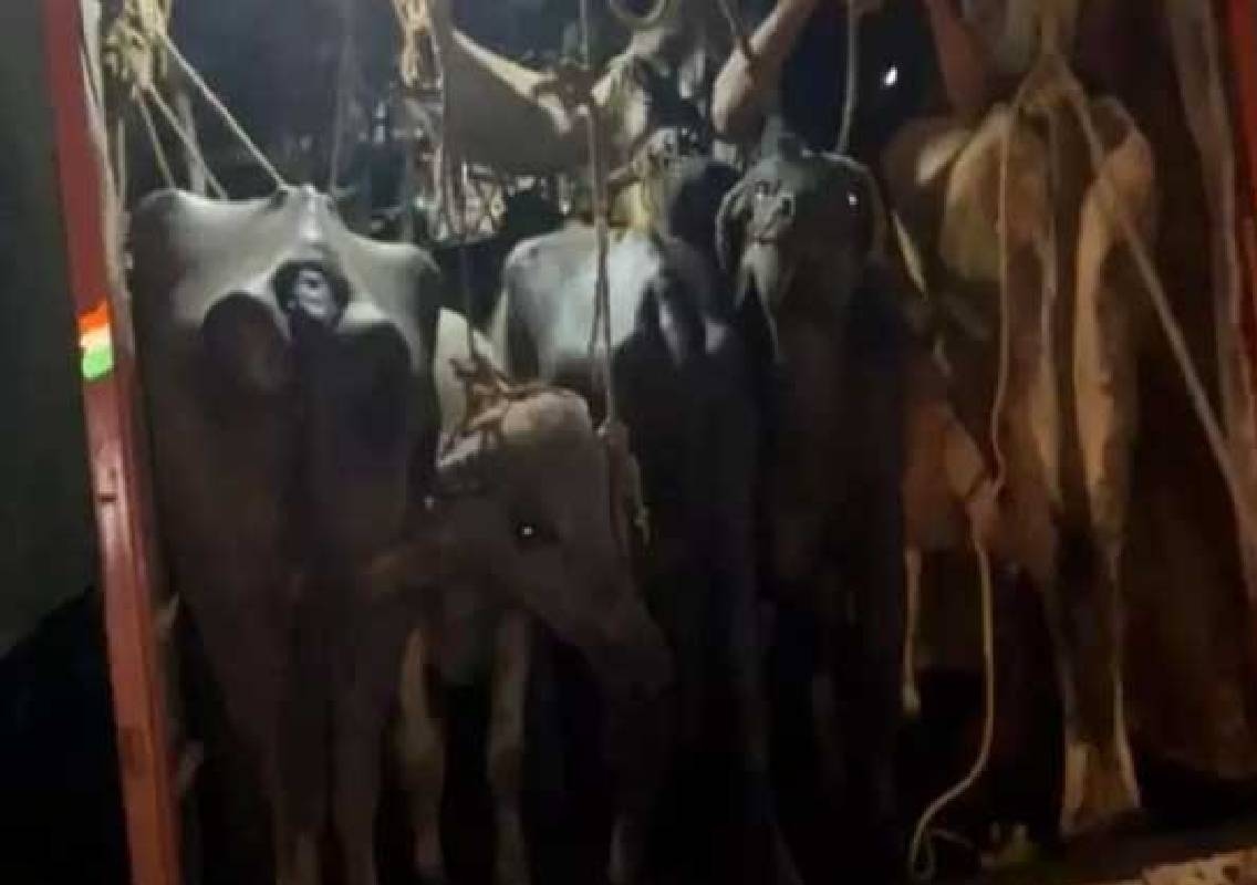 ಅಕ್ರಮ ಜಾನುವಾರು ಸಾಗಾಟ ಆರೋಪ- ಇಬ್ಬರ ಬಂಧನ - News Karnataka