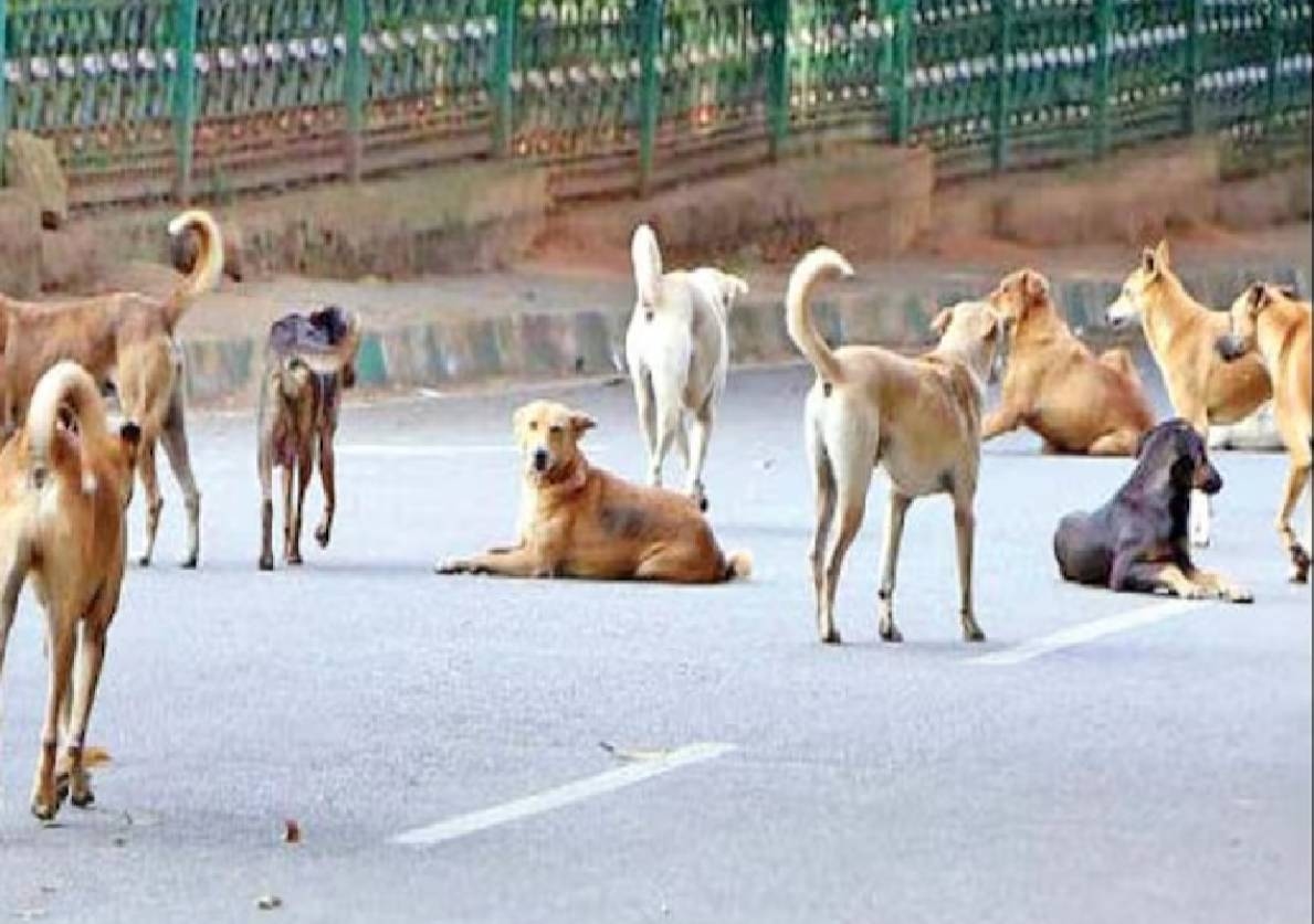 ತುಮಕೂರು: 5 ವರ್ಷದ ಬಾಲಕನ ಮೇಲೆ ಬೀದಿನಾಯಿಗಳ ದಾಳಿ! - News Karnataka