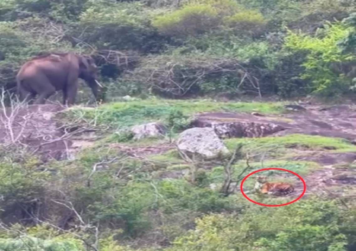 ಆನೆಯ ಗಾಂಭೀರ್ಯ ನಡೆಗೆ ಸೈಲೆಂಟಾದ ಹುಲಿ : ಬಂಡೀಪುರದಲ್ಲಿ ವೈರಲ್ ದೃಶ್ಯ ಸೆರೆ - News Karnataka