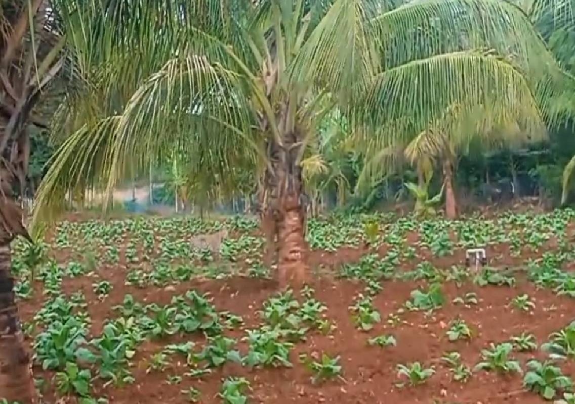 ಜಮೀನಿನಲ್ಲಿ ರಾಜಾರೋಷವಾಗಿ ಓಡಾಡಿದ ಹುಲಿ, ಗ್ರಾಮಸ್ಥರಲ್ಲಿ ಆತಂಕ! - News Karnataka