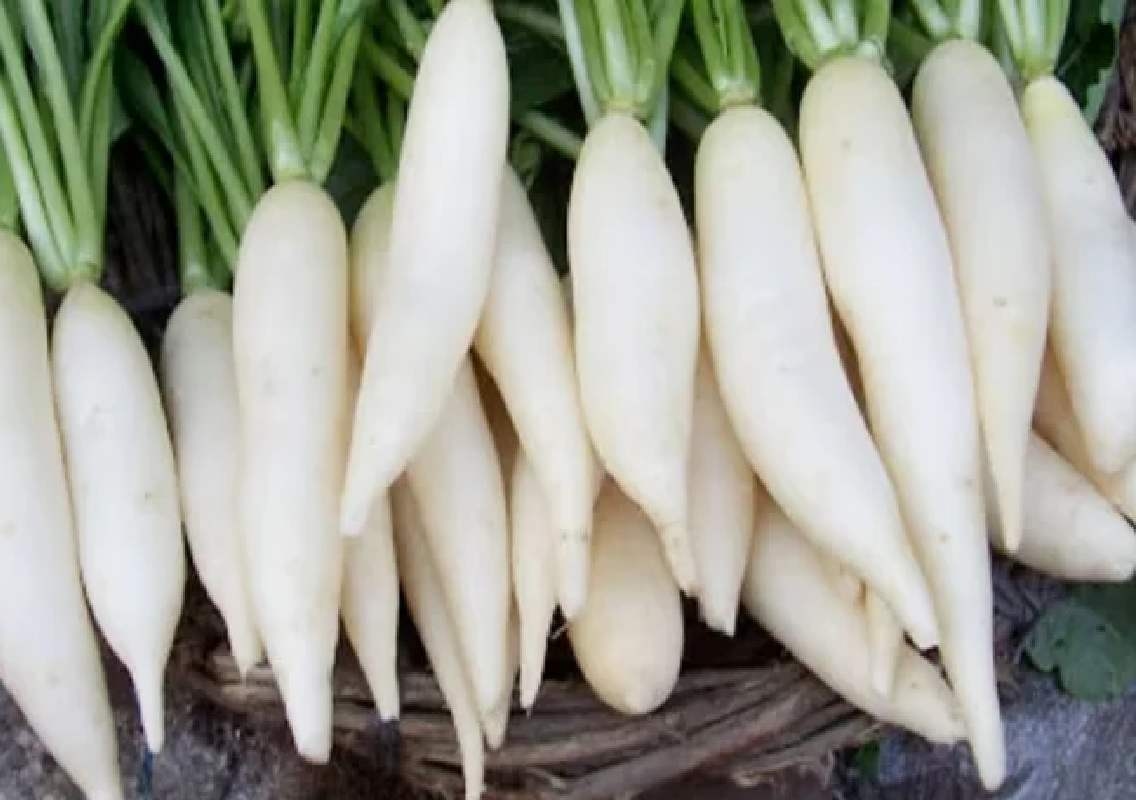 ಮೂಲಂಗಿ ಸೇವನೆಯಿಂದ ಆರೋಗ್ಯಕ್ಕೆ ಅನೇಕ ಪ್ರಯೋಜನಗಳಿವೆ! - News Karnataka