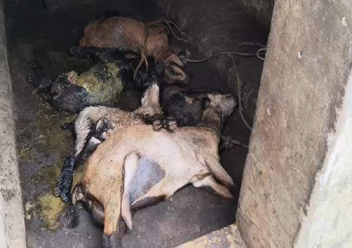 ಅಚ್ಚಡದಲ್ಲಿ ಬೀದಿ ನಾಯಿಗಳ ದಾಳಿ: ಐದು ಆಡುಗಳು ಬಲಿ, ಕ್ರಮಕ್ಕೆ ಗ್ರಾಮಸ್ಥರ ಆಗ್ರಹ - News Karnataka