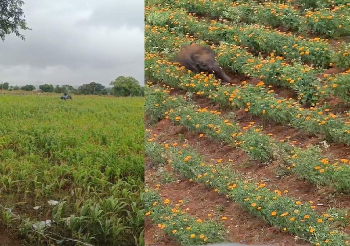 ಆನೆ ಮರಿಯಿಂದ ರೈತ ಮಹಿಳೆಗೆ 3 ಲಕ್ಷ ನಷ್ಟ: ಪರಿಹಾರಕ್ಕೆ ಆಗ್ರಹ - News Karnataka
