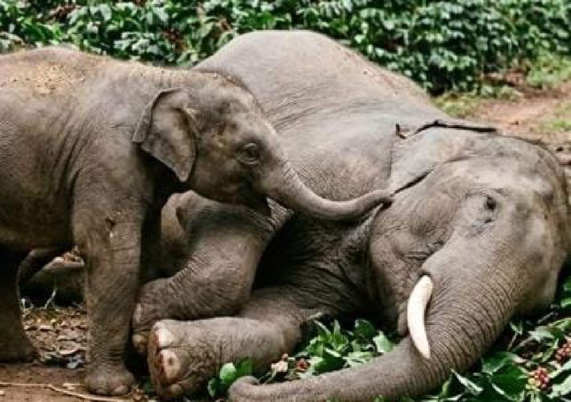 ಕೊಡಗಿನಲ್ಲಿ ಕಾಫಿ ತೋಟದ ಮಧ್ಯೆ ಹೆಣ್ಣಾನೆ ಸಾವು! - News Karnataka