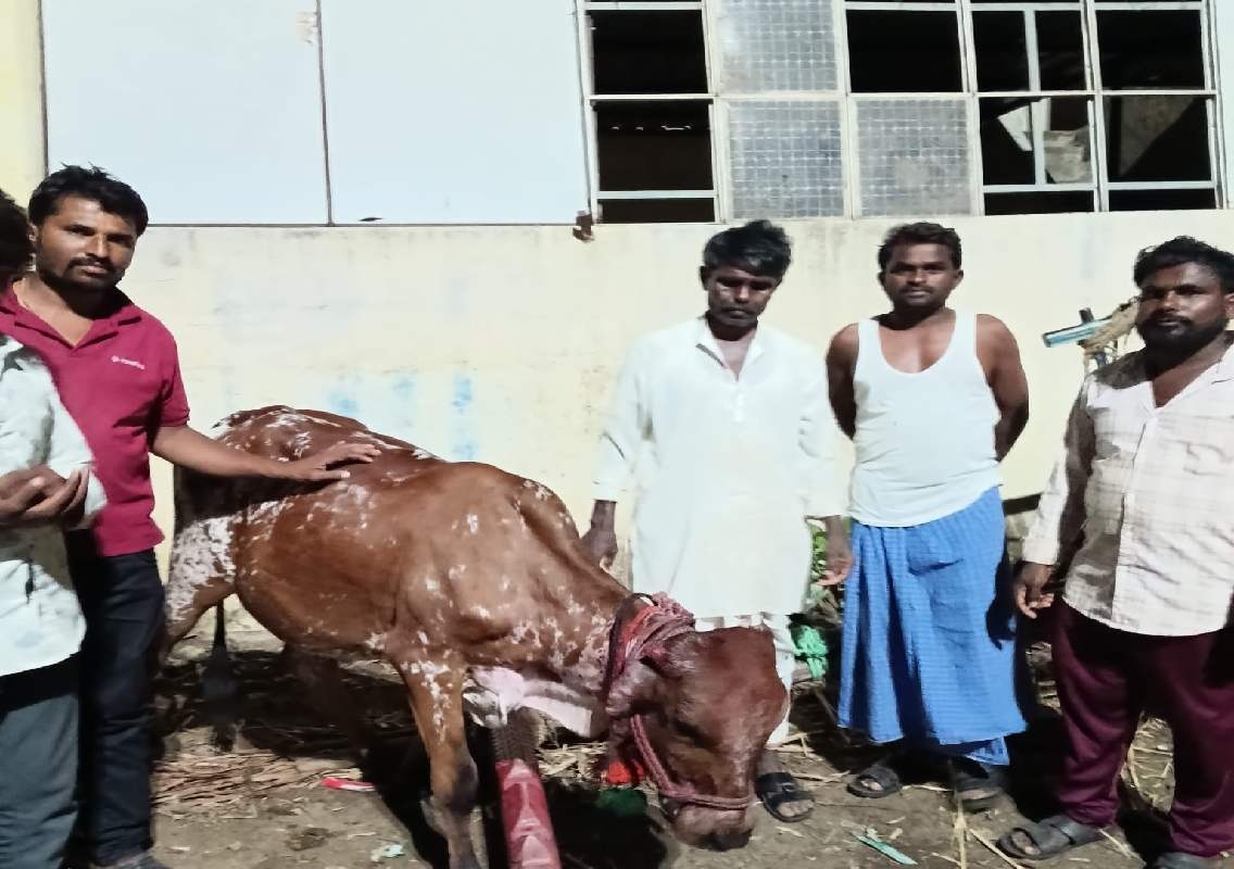 ಕಲಬುರಗಿ: ಹಸುವಿನ ಎರಡೂ ಕಿವಿ ಕತ್ತರಿಸಿ ತಿಂದ ನಿಗೂಢ ಪ್ರಾಣಿ? ರೈತರಲ್ಲಿ ಆತಂಕ! - News Karnataka
