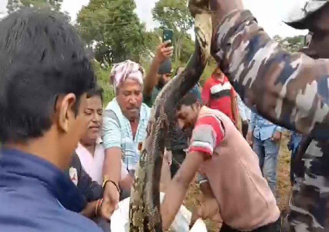 ಭಾರಿ ಗಾತ್ರದ ಹೆಬ್ಬಾವು ಸೆರೆ! - News Karnataka