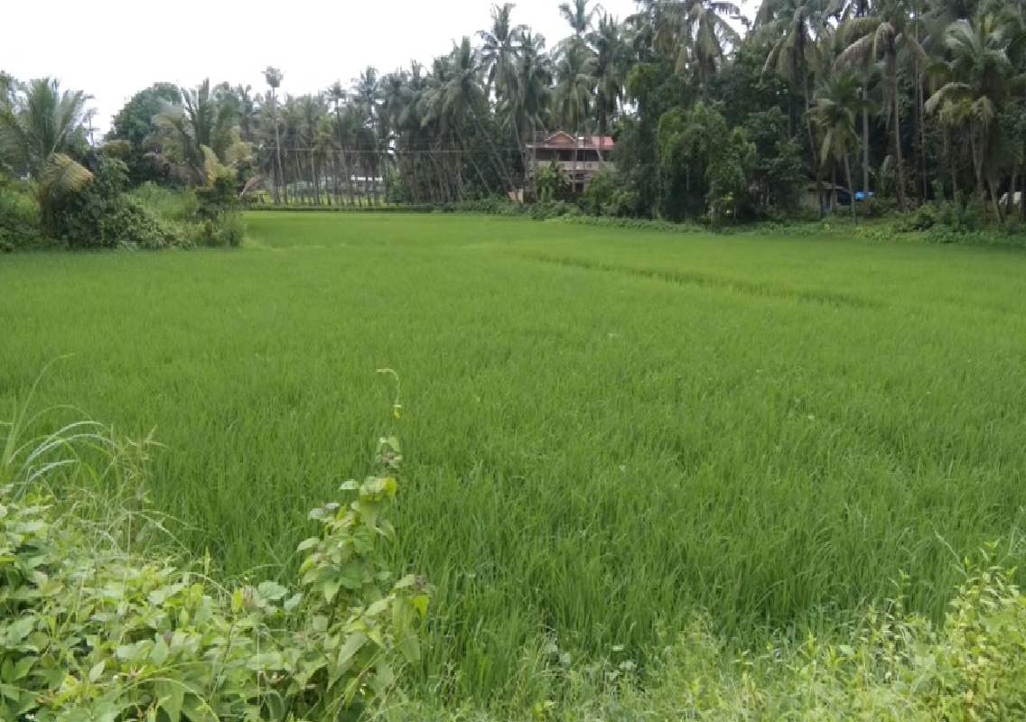 ಉಡುಪಿ ರೈತರಿಗೆ ಹವಾಮಾನ ವೈಪರೀತ್ಯದ ಹೊಡೆತ; ಅಕ್ಕಿ ದರ ಏರಿಕೆಯ ಆತಂಕ - News Karnataka