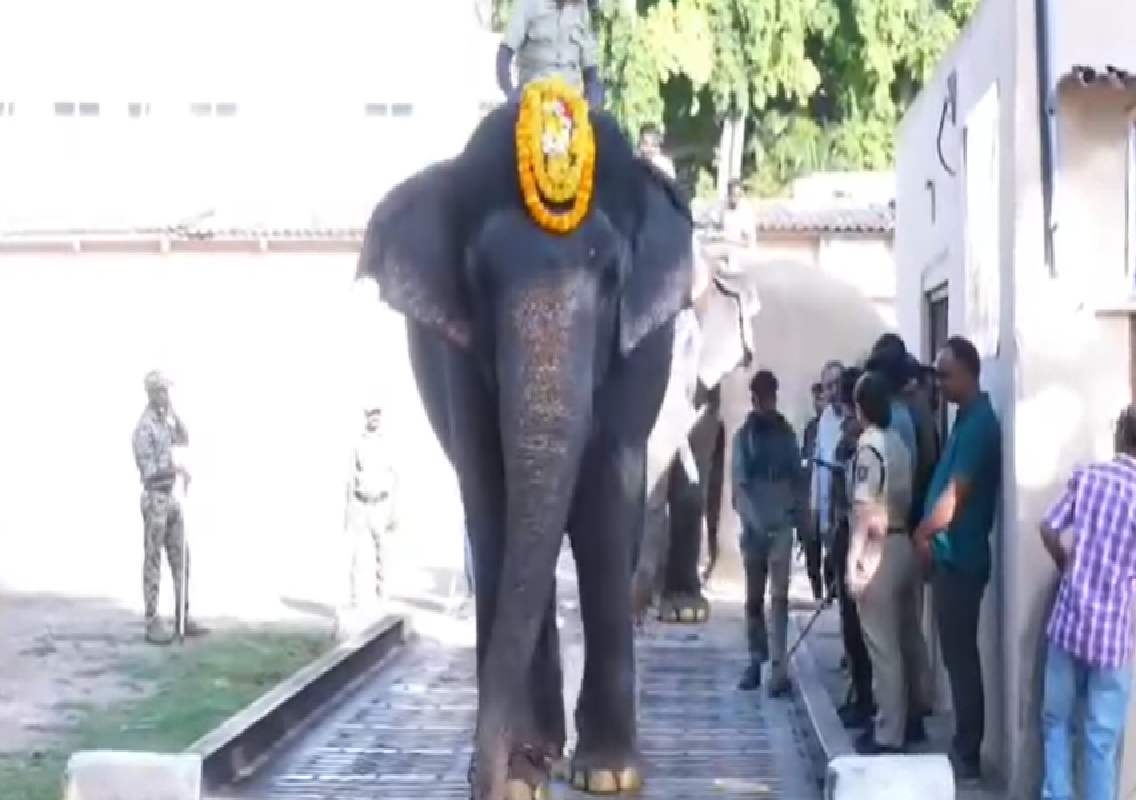 ವಿಶ್ವ ವಿಖ್ಯಾತ ಮೈಸೂರು ದಸರಾ 2026; ದಸರಾ ಗಜಪಡೆಗೆ ತೂಕ ಪರೀಕ್ಷೆ! - News Karnataka