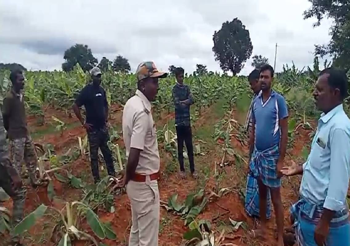 ಕಾಡಾನೆಗಳ ದಾಳಿಗೆ ಬಾಳೆ, ಕುಂಬಳಕಾಯಿ ಬೆಳೆ ನಾಶ; ಕಣ್ಣೀರಿಟ್ಟ ರೈತರು - News Karnataka