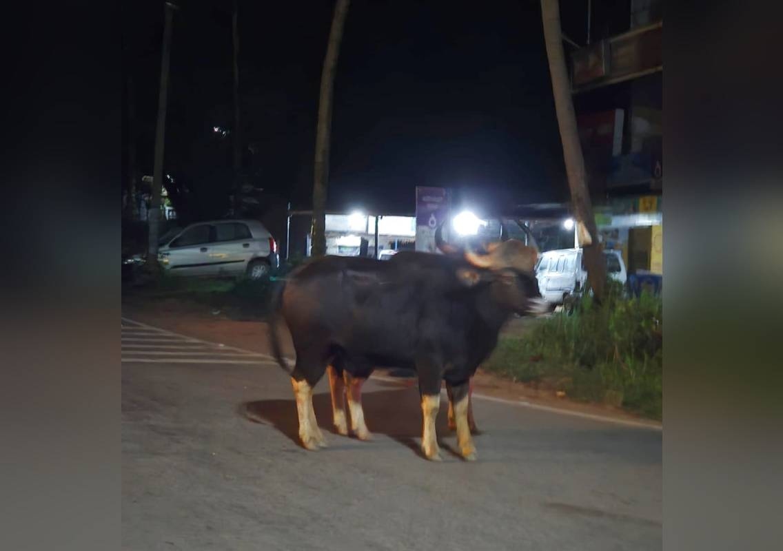 ಪುತ್ತೂರು ಪೇಟೆಗೆ ಕಾಲಿಟ್ಟ ಕಾಡುಕೋಣ- ಬೈಪಾಸ್ ರಸ್ತೆಯಲ್ಲಿ ನಸುಕಿನಲ್ಲಿ ಎರಡು ಕಾಡುಕೋಣಗಳು ಪ್ರತ್ಯಕ್ಷ ! - News Karnataka