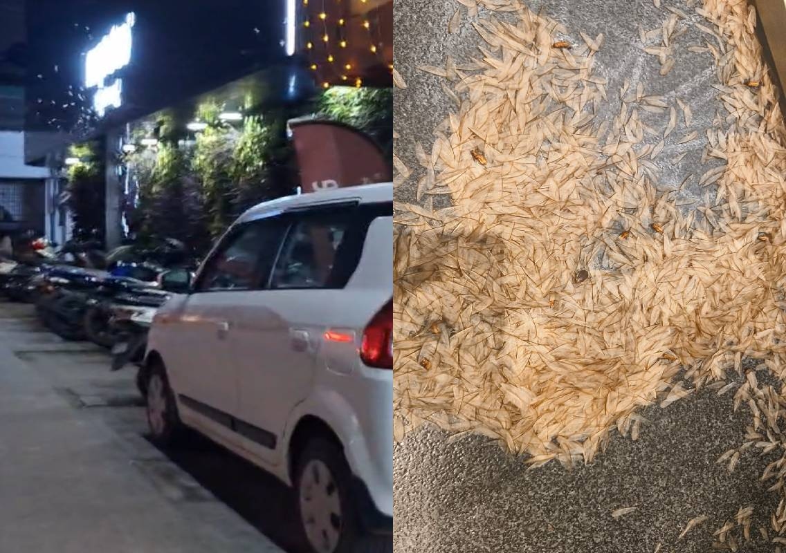 ಬೆಳಕಿಗೆ ಮುತ್ತಿಗೆ ಹಾಕಿದ ಸಾವಿರಾರು ರೆಕ್ಕೆ ಗೆದ್ದಲುಗಳು; ಉಡುಪಿಯಲ್ಲಿ ಮಳೆ ಬಳಿಕ ಕಂಡುಬಂದ ‘ಟರ್ಮೈಟ್ ಸ್ವಾರ್ಮಿಂಗ್’ ದೃಶ್ಯ - News Karnataka