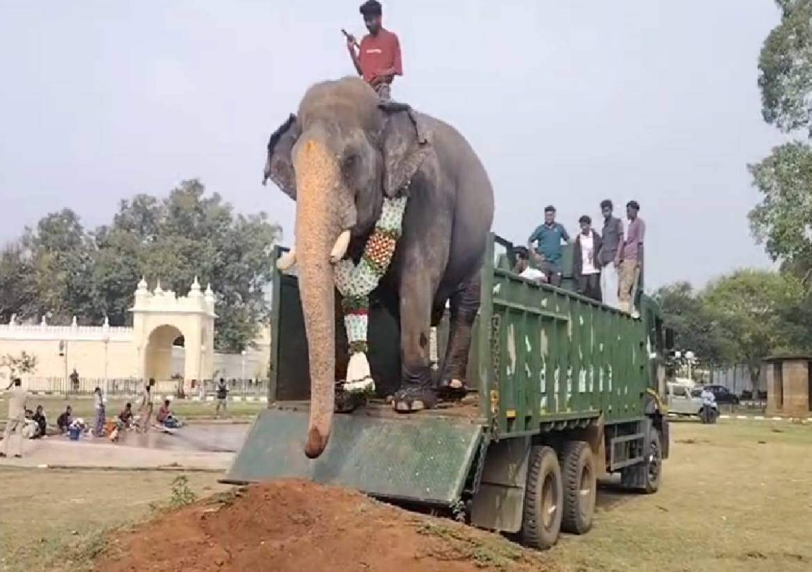 ಅರಮನೆಗೆ ಎಂಟ್ರಿ ಕೊಟ್ಟ ಕ್ಯಾಪ್ಟನ್ ಅಭಿಮನ್ಯು; ಈ ಬಾರಿ ನಿಶಾನೆಯಾಗಿ ಕಾರ್ಯನಿರ್ವಹಿಸಲಿರುವ ಗಜಪಡೆ ನಾಯಕ - News Karnataka