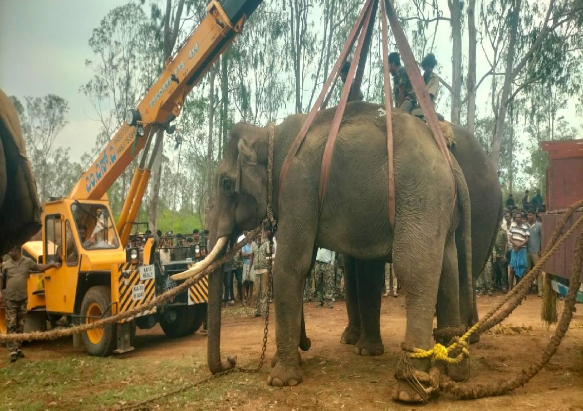 ರೈತ ಶಿವಕುಮಾರ್ ಜೀವ ಬಲಿ ಪಡೆದ ಕಾಡಾನೆ ಸೆರೆ! - News Karnataka