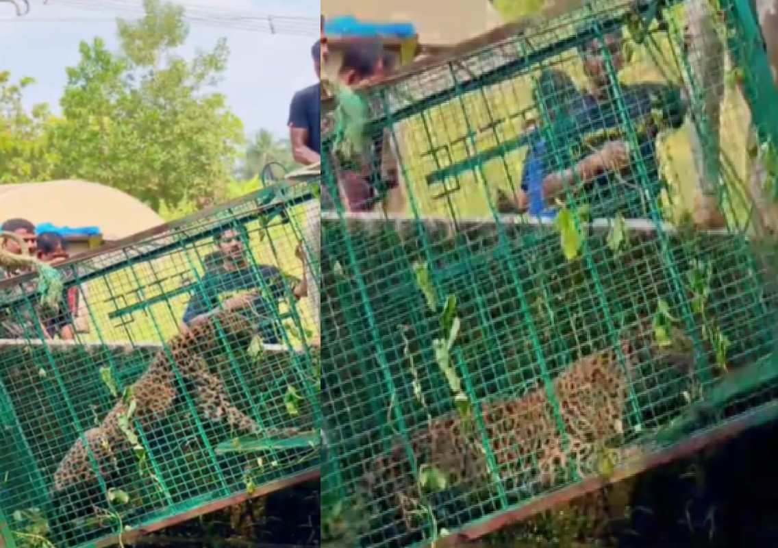 ಕಾರ್ಕಳ: ನಾಯಿಯನ್ನು ಅಟ್ಟಿಸಿಕೊಂಡು ಹೋಗಿ ಬಾವಿಗೆ ಬಿದ್ದ ಚಿರತೆ ಸೆರೆ - News Karnataka